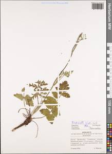 Бедренец камнеломковый, Бедренец-камнеломка L., Восточная Европа, Средневолжский район (E8) (Россия)