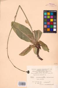 Trommsdorffia maculata subsp. maculata, Восточная Европа, Центральный лесостепной район (E6) (Россия)
