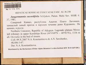 Jungermannia eucordifolia Schljakov, Гербарий мохообразных, Мхи - Северный Кавказ и Предкавказье (B12) (Россия)