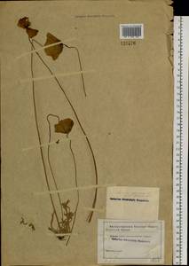 Oreomecon nudicaulis subsp. nudicaulis, Сибирь и Дальний Восток (без точных местонахождений) (S0) (Россия)