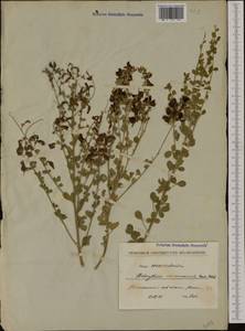 Podocytisus caramanicus Boiss. & Heldr., Западная Европа (EUR) (Северная Македония)