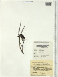 Hibbertia altigena Schlechter, Австралия и Океания (AUSTR) (Новая Каледония)