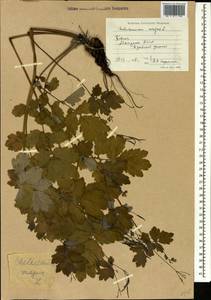 Чистотел большой L., Кавказ, Абхазия (K4a) (Абхазия)