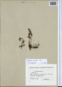 Oeosporangium pteridioides subsp. pteridioides, Западная Европа (EUR) (Италия)