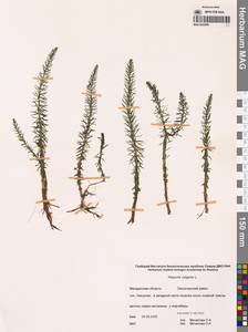 Хвостник обыкновенный, Водяная сосенка L., Сибирь, Чукотка и Камчатка (S7) (Россия)