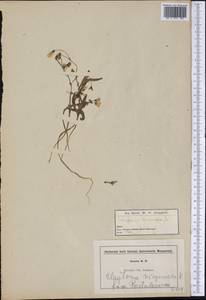Claytonia virginica L., Америка (AMER) (США)