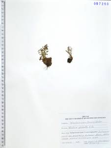 Вудсия головатая, Вудсия гладковатая R.Br., Сибирь, Дальний Восток (S6) (Россия)