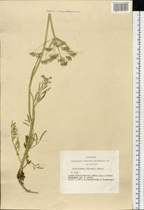 Haloselinum falcaria (Turcz.) Pimenov, Сибирь, Алтай и Саяны (S2) (Россия)