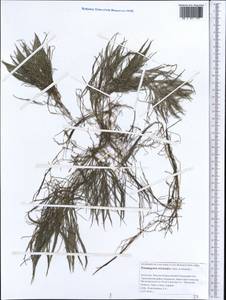 Рдест волосовидный Cham. & Schltdl., Средняя Азия и Казахстан, Прикаспийский Устюрт и Северное Приаралье (M8) (Казахстан)