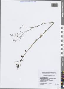 Незабудка полевая (L.) Hill, Восточная Европа, Центральный лесостепной район (E6) (Россия)