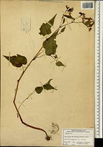 Begonia, Зарубежная Азия (ASIA) (КНР)