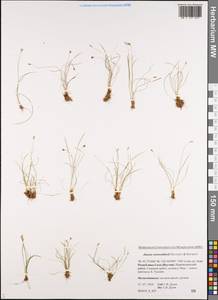 Juncus potaninii subsp. woroschilovii (A. A. Neczajev & V. Novik.) V. Novik., Сибирь, Якутия (S5) (Россия)