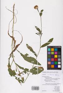Centaurea ×livonica Weinm., Восточная Европа, Центральный район (E4) (Россия)