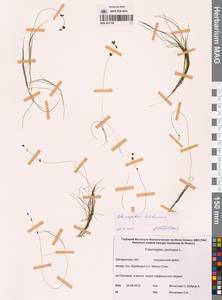 Штукения нитевидная, Рдест нитевидный (Pers.) Börner, Сибирь, Чукотка и Камчатка (S7) (Россия)