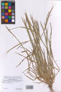 Эгилопс цилиндрический Host, Восточная Европа, Московская область и Москва (E4a) (Россия)