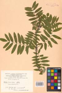 Рябина обыкновенная L., Восточная Европа, Западно-Украинский район (E13) (Украина)