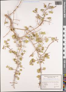 Клен монпелийский L., Зарубежная Азия (ASIA) (Иран)