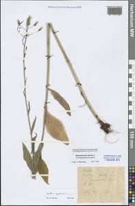 Латук дубравный L., Восточная Европа, Центральный лесостепной район (E6) (Россия)