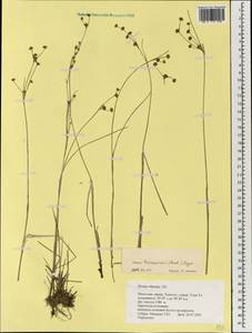 Juncus articulatus subsp. limosus (Worosch.) Worosch., Монголия (MONG) (Монголия)