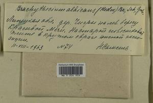 Brachythecium albicans (Hedw.) Schimp., Гербарий мохообразных, Мхи - Центральное Черноземье (B10) (Россия)