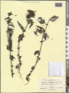 Горошек нарбонский L., Кавказ, Дагестан (K2) (Россия)