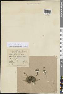 Крупка молочно-белая Adams, Восточная Европа, Северный район (E1) (Россия)