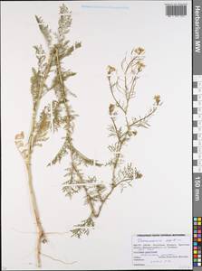 Дескурения Софии (L.) Webb ex Prantl, Восточная Европа, Белоруссия (E3a) (Белоруссия)