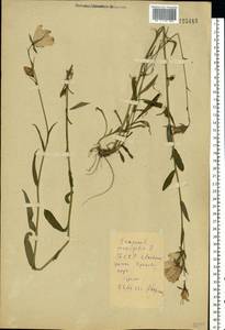 Колокольчик персиколистный L., Восточная Европа, Белоруссия (E3a) (Белоруссия)