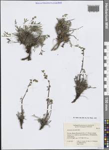 Полынь северная Pall., Сибирь, Западная Сибирь (S1) (Россия)