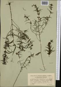 Melampyrum subalpinum (Juratzka) A. Kerner, Западная Европа (EUR) (Чехия)