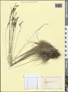 Овсяница, Кавказ, Дагестан (K2) (Россия)