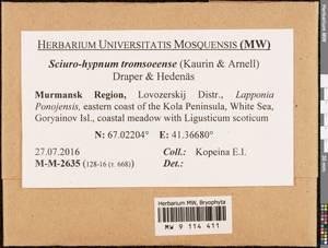 Sciuro-hypnum tromsoeense (Kaurin & Arnell) Draper & Hedenäs, Гербарий мохообразных, Мхи - Карелия, Ленинградская и Мурманская области (B4) (Россия)