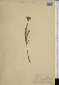 Centaurea triumfettii subsp. axillaris (Willd. ex Celak.) Stef. & T. Georgiev, Западная Европа (EUR) (Чехия)