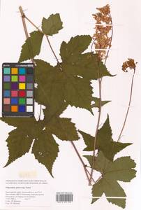 Таволга гладчайшая (Nakai) Nakai, Сибирь, Дальний Восток (S6) (Россия)