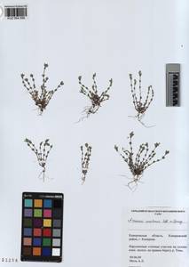 KUZ 004 599, Arenaria leptoclados subsp. leptoclados, Сибирь, Алтай и Саяны (S2) (Россия)