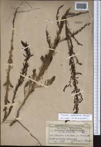 Сведа странная (Bunge) Bunge, Средняя Азия и Казахстан, Муюнкумы, Прибалхашье и Бетпак-Дала (M9) (Казахстан)