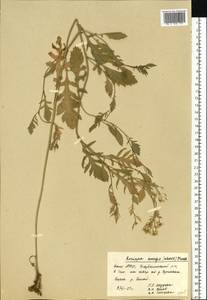 Rorippa × anceps (Wahlenb.) Rchb., Восточная Европа, Восточный район (E10) (Россия)