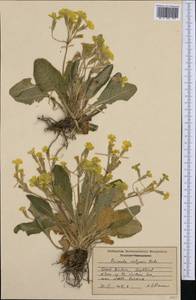 Primula vulgaris subsp. vulgaris, Западная Европа (EUR) (Великобритания)