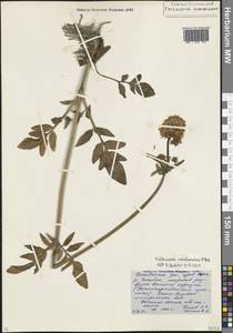 Валериана сердечниковая M.Bieb., Кавказ, Северная Осетия, Ингушетия и Чечня (K1c) (Россия)