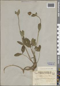 Клевер горный L., Восточная Европа, Северо-Западный район (E2) (Россия)