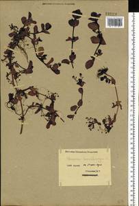 Вероника поточная L., Сибирь, Западный (Казахстанский) Алтай (S2a) (Казахстан)