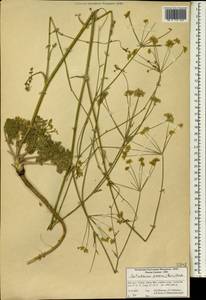 Astrodaucus persicus (Boiss.) Drude, Зарубежная Азия (ASIA) (Иран)