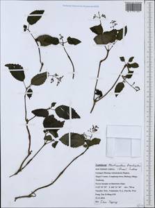 Plectranthus bracteatus (Dunn) Suddee, Зарубежная Азия (ASIA) (КНР)