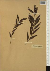 Phyllanthus arbuscula (Sw.) J.F.Gmel., Австралия и Океания (AUSTR)