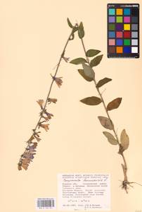 Колокольчик болонский L., Восточная Европа, Центральный лесостепной район (E6) (Россия)