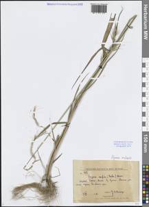 Пырейник смешиваемый (Roshev.) Tzvelev, Сибирь, Дальний Восток (S6) (Россия)