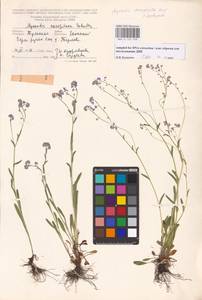 Myosotis alpestris subsp. suaveolens (Waldst. & Kit. ex Willd.) Strid, Восточная Европа, Центральный район (E4) (Россия)