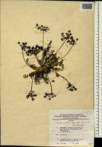 Kedarnatha vaginata Pimenov & Kljuykov, Зарубежная Азия (ASIA) (Мьянма)