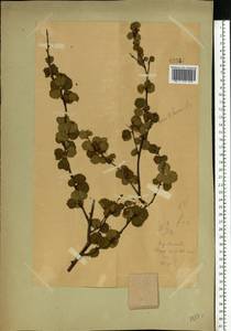 Березка карликовая L., Восточная Европа, Северный район (E1) (Россия)