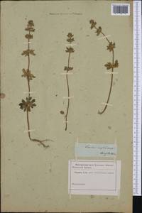 Яснотка стеблеобъемлющая L., Западная Европа (EUR) (Неизвестно)